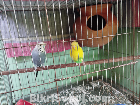 Budgies ( running pair)
